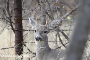 0J6A6977Mule_Deer