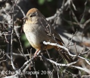 0J6A6993Canyon_Towhee