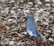 0J6A7133Mountain_Bluebird