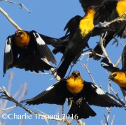 0J6A7205Yellow-headed_Blackbird_PS