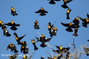 0J6A7239Yellow-headed_Blackbird_PS