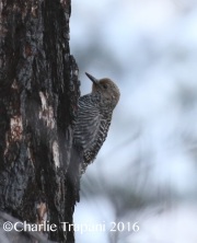 0J6A7436Williamson's_Sapsucker_Female