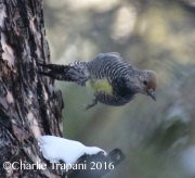 0J6A7486Williamson's_Sapsucker_Female