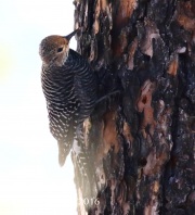 0J6A7502Williamson's_Sapsucker_Female
