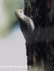 0J6A7507Williamson's_Sapsucker_Female