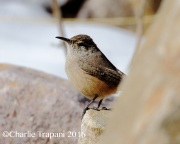 0J6A7528Rock_Wren