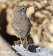 0J6A7542Rock_Wren
