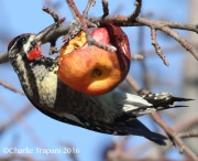 0J6A7560Red-naped_Sapsucker
