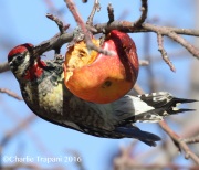 0J6A7566Red-naped_Sapsucker