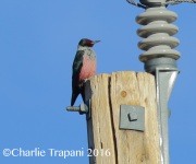 0J6A7585Lewis's_Woodpecker