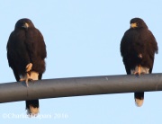 0J6A7654Harris's_Hawks