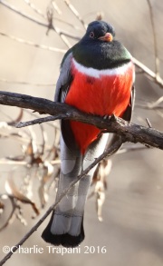 0J6A7705Elegant_Trogon