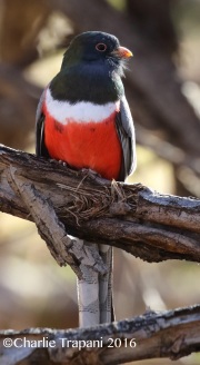 0J6A7751Elegant_Trogon