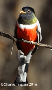 0J6A7775Elegant_Trogon