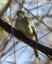 0J6A7783Gray_Flycatcher