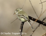 0J6A7852Dusky_Flycatcher