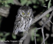 0J6A7896Whiskered_Screech-Owl