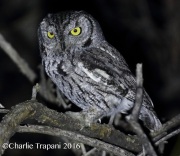 0J6A7924Western_Screech-Owl