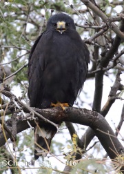 0J6A8006Zone-Tailed_Hawk