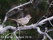 0J6A8021Rufous-crowned_Sparrow