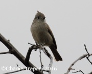 0J6A8028Juniper_Titmouse