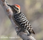 0J6A8045Ladder-backed_Woodpecker