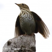 0J6A8051Hermit_Thrush