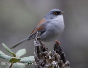 0J6A8084Yellow-eyed_Junco