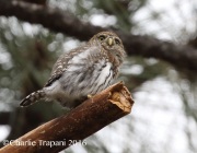 0J6A8108Northern_Pygmy_Owl
