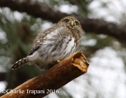 0J6A8112Northern_Pygmy_Owl