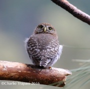 0J6A8123Northern_Pygmy_Owl