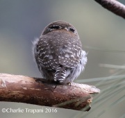 0J6A8129Northern_Pygmy_Owl