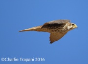6S3A4368Prairie_Falcon
