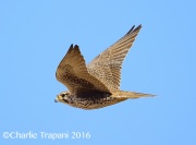 6S3A4399Prairie_Falcon_Santa_Cruz_Flats