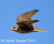 6S3A4416Prairie_Falcon