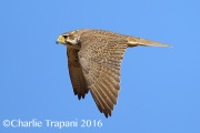 6S3A4419Prairie_Falcon