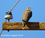 6S3A4427Prairie_Falcon