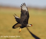 6S3A4435Crested_Caracara