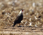6S3A4467Crested_Caracara_in_Cotten