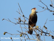 6S3A4475Crested_Caracara
