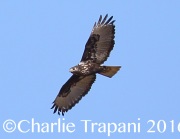 6S3A4492Harlan's_Red-tailed_Hawk