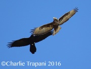 6S3A4513Harlan's_Red-Tailed_Hawk