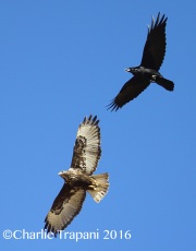 6S3A4515Harlan's_Red-Tailed_Hawk