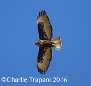 6S3A4517Harlan's_Red-Tailed_Hawk