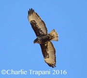 6S3A4519Harlan's_Red-Tailed_Hawk