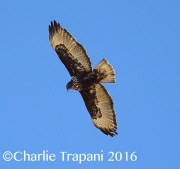 6S3A4520Harlan's_Red-Tailed_Hawk