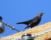 6S3A4535Brewer's_Blackbird