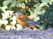 6S3A4584Rufous-backed_Robin