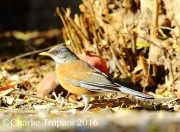 6S3A4595Rufous-backed_Robin