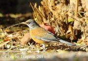 6S3A4597Rufous-backed_Robin